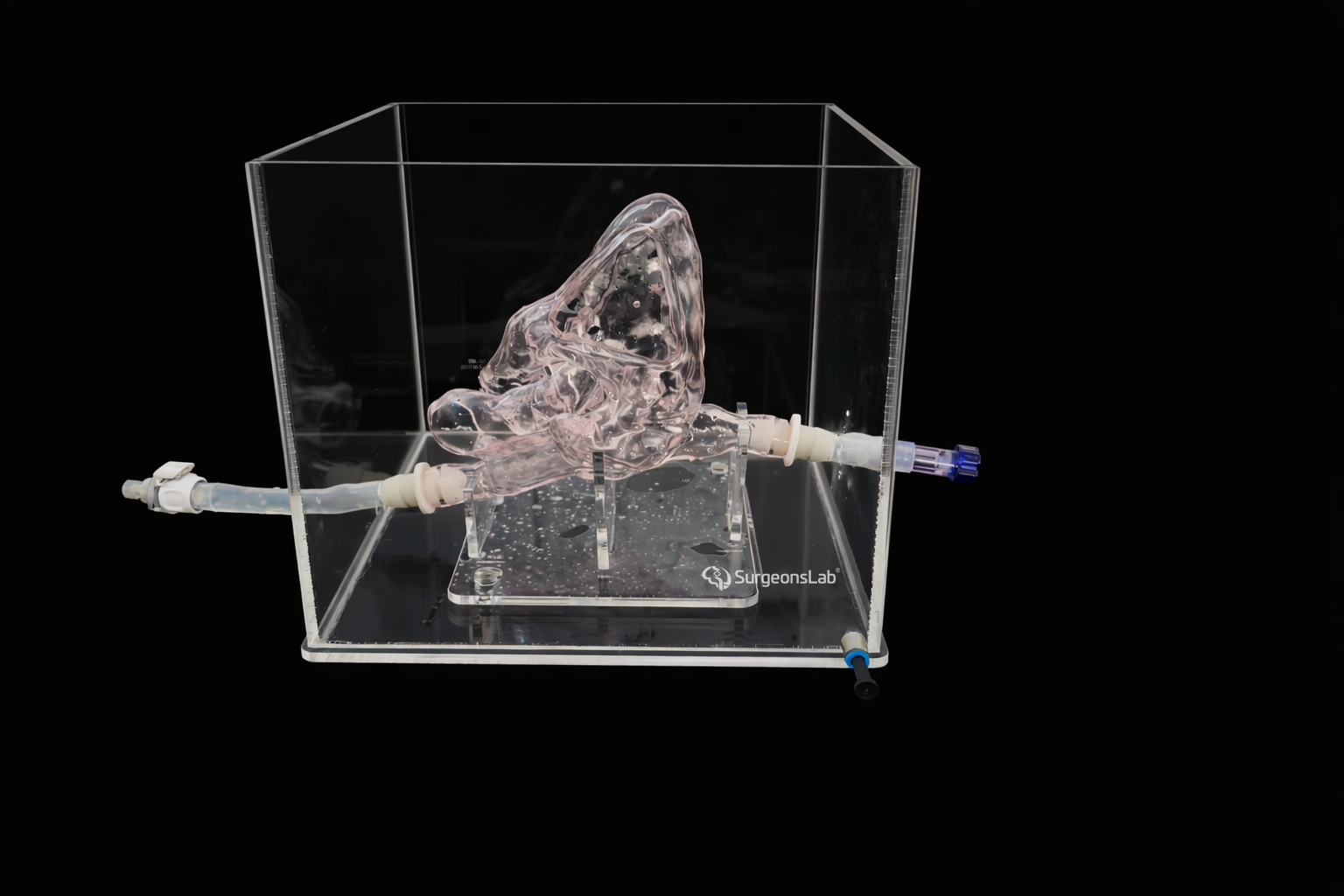 Muscular Ventricular Septal Defects(mVSD) Model