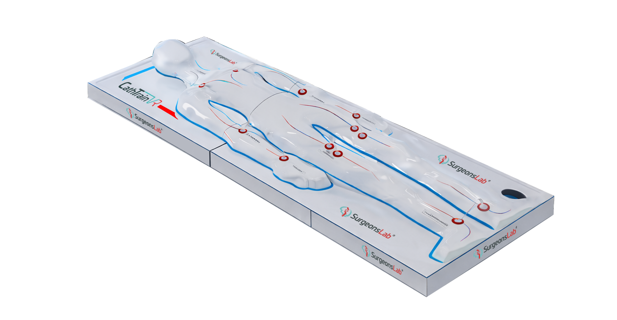 Anatomical Torso Model